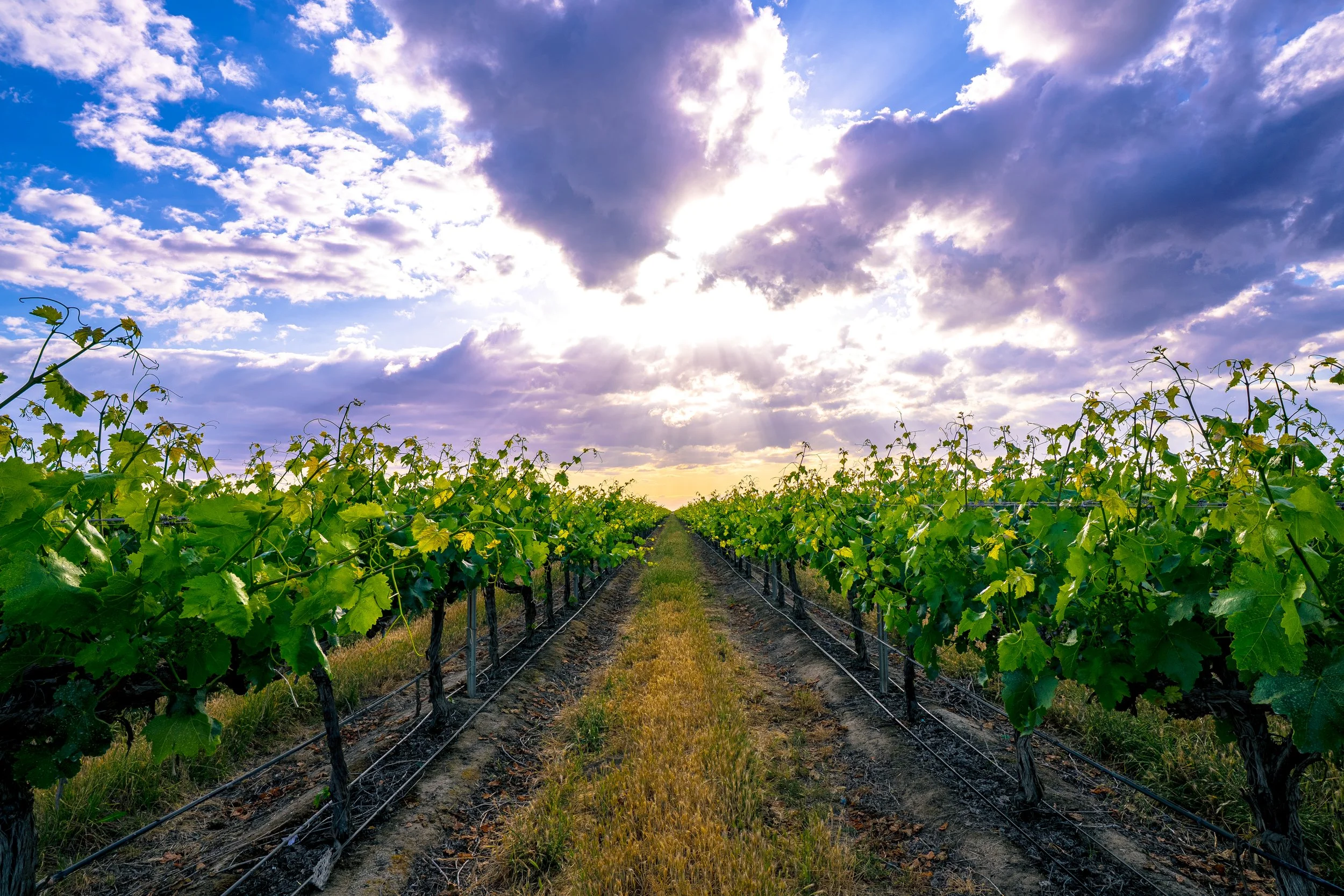 2025-04-25-Vineyard-Sunset.jpg