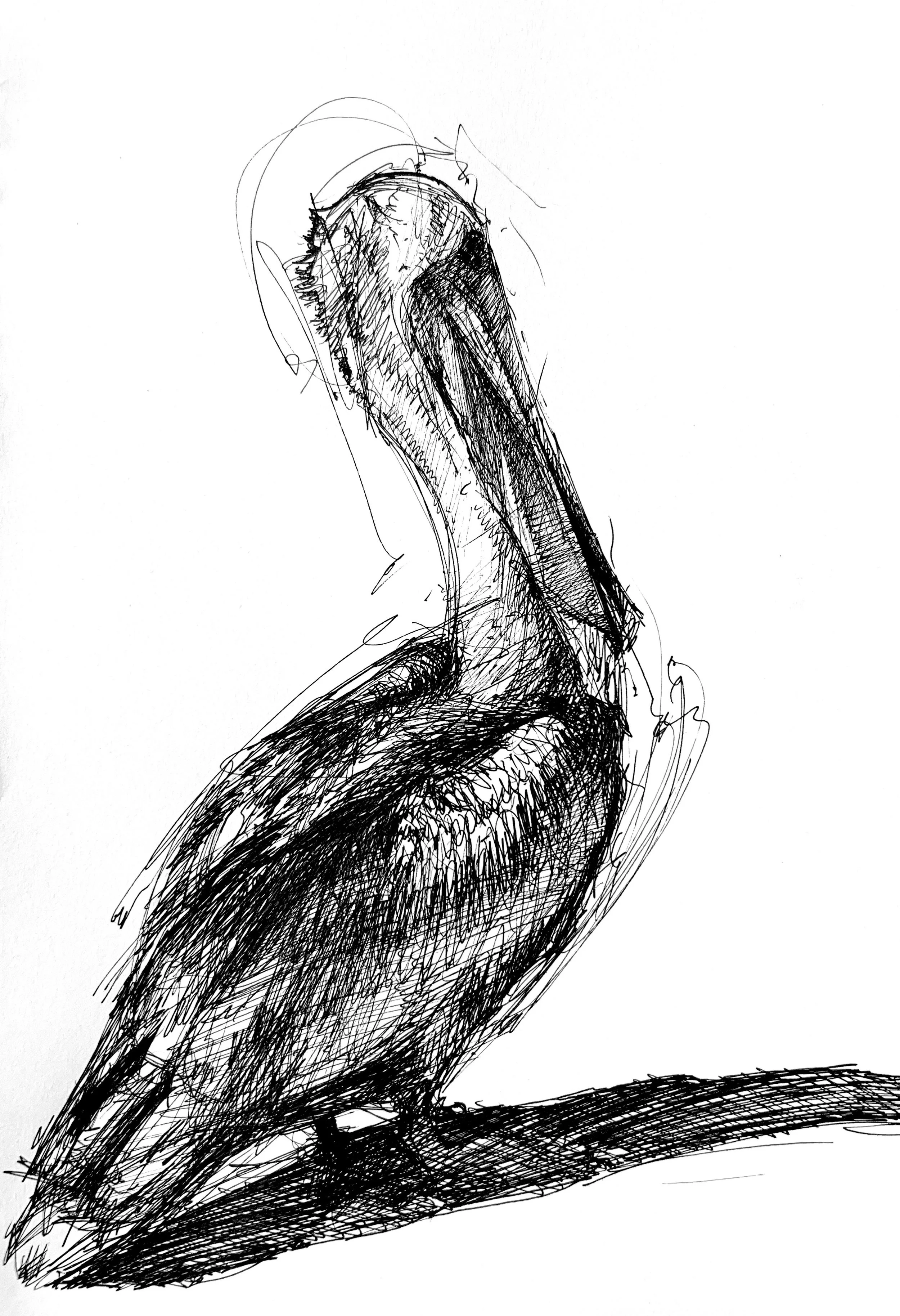 Plein Air, La Jolla Pelicans 4, 8.18.24