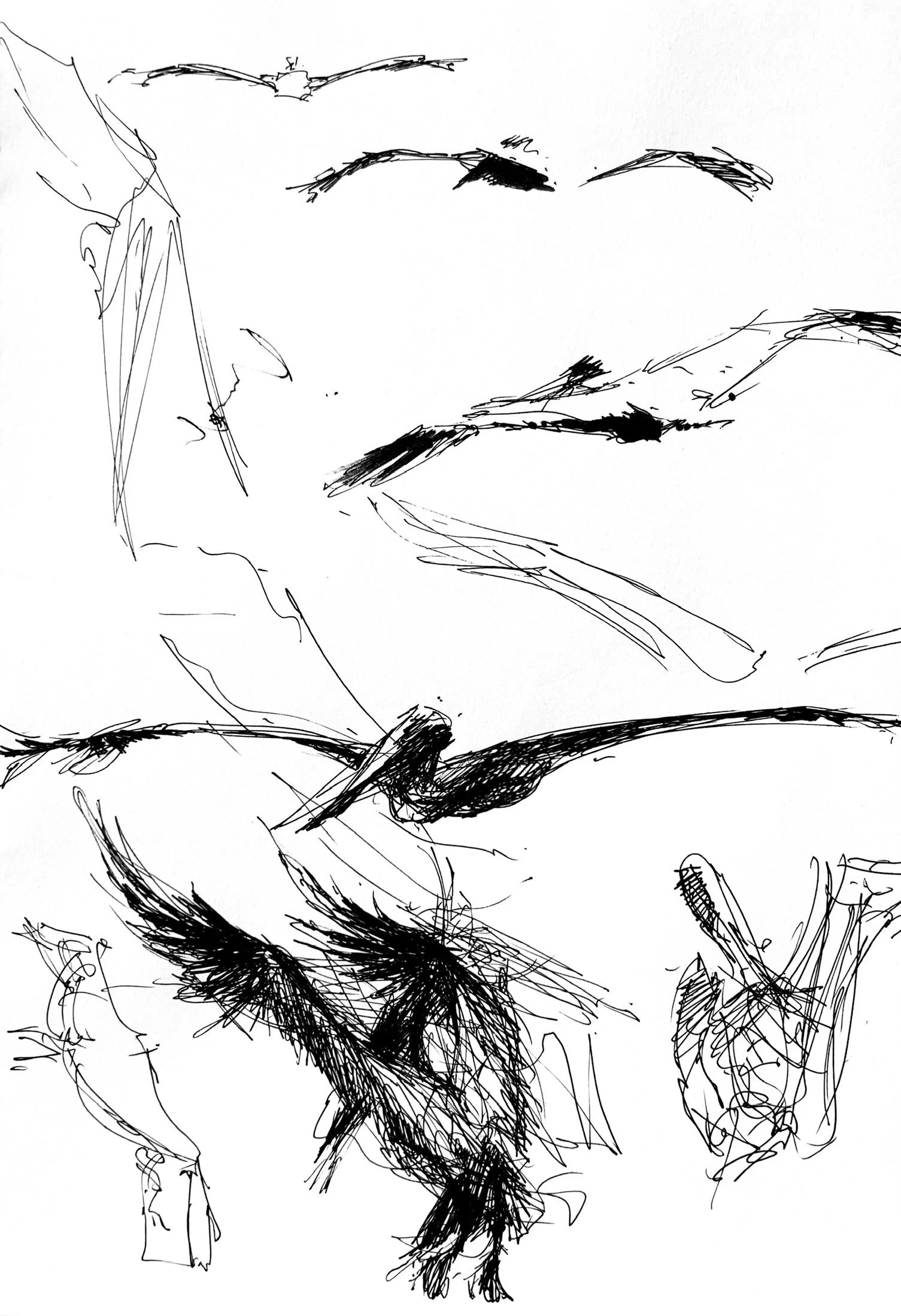 Plein Air, La Jolla Pelicans 1, 8.18.24