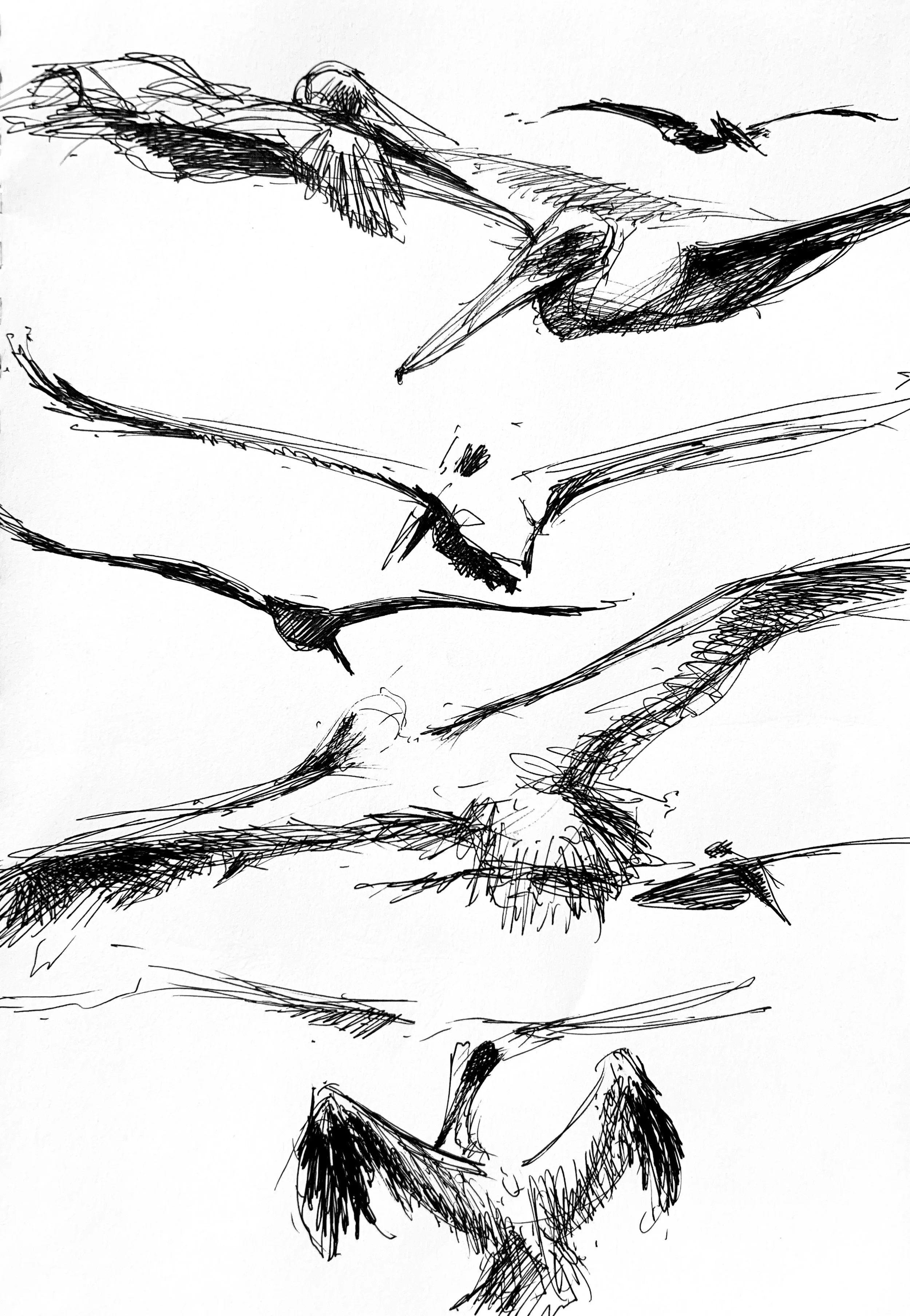 Plein Air, La Jolla Pelicans 2, 8.18.24