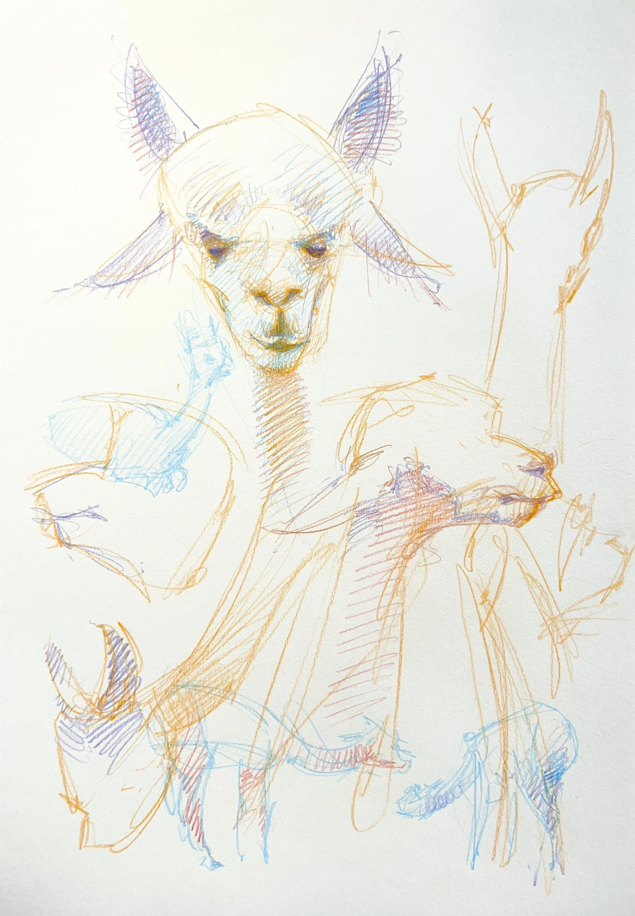 Plein Air, Alpaca Studies, Flagstaff, 5.15.24