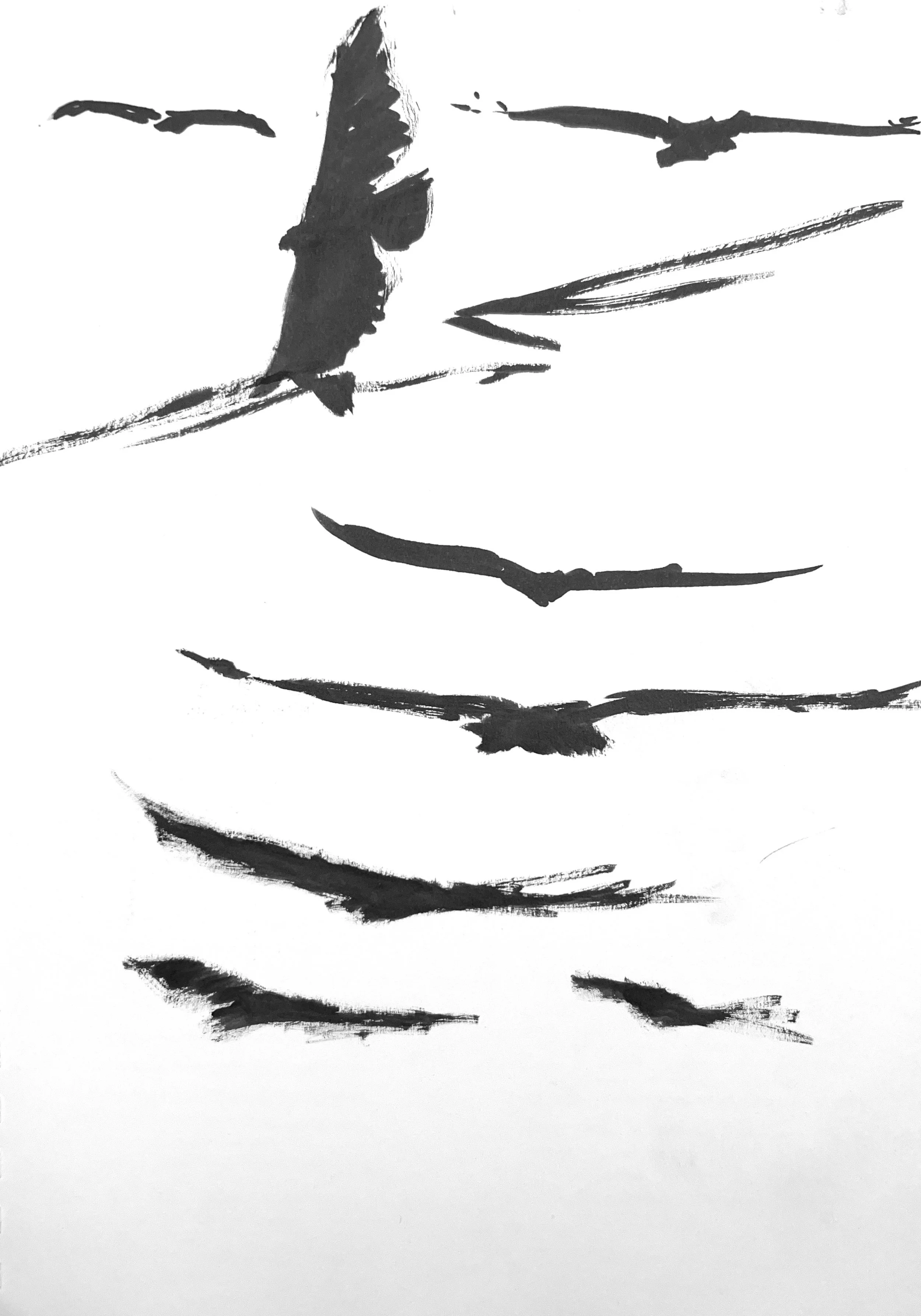 Plein Air, Hawk Studies, 5.20.24