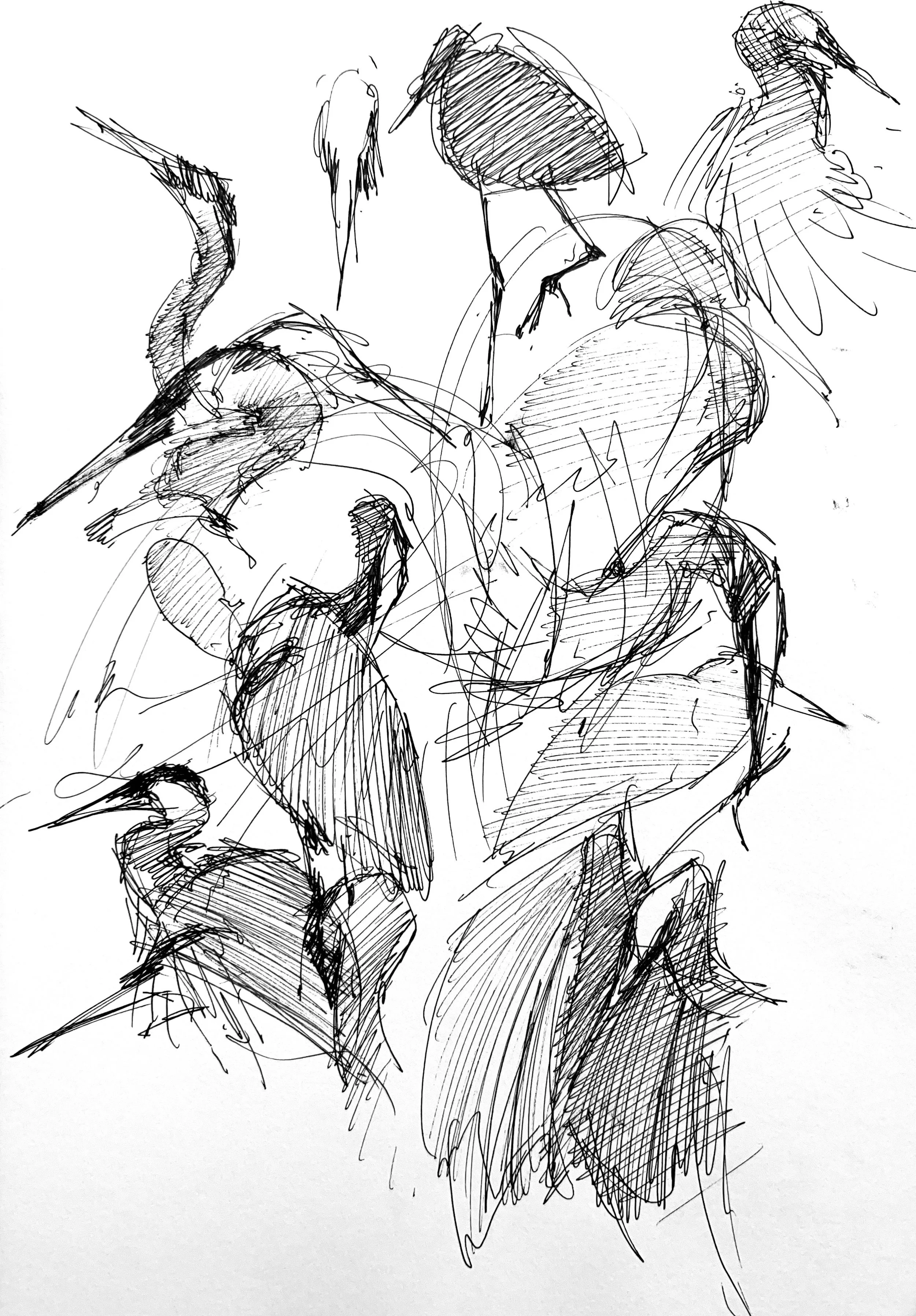 Plein Air, "Gary", Heron Studies 2 of 3, Fairview Ave E, 6.16.24, 7-8pm, Sunday