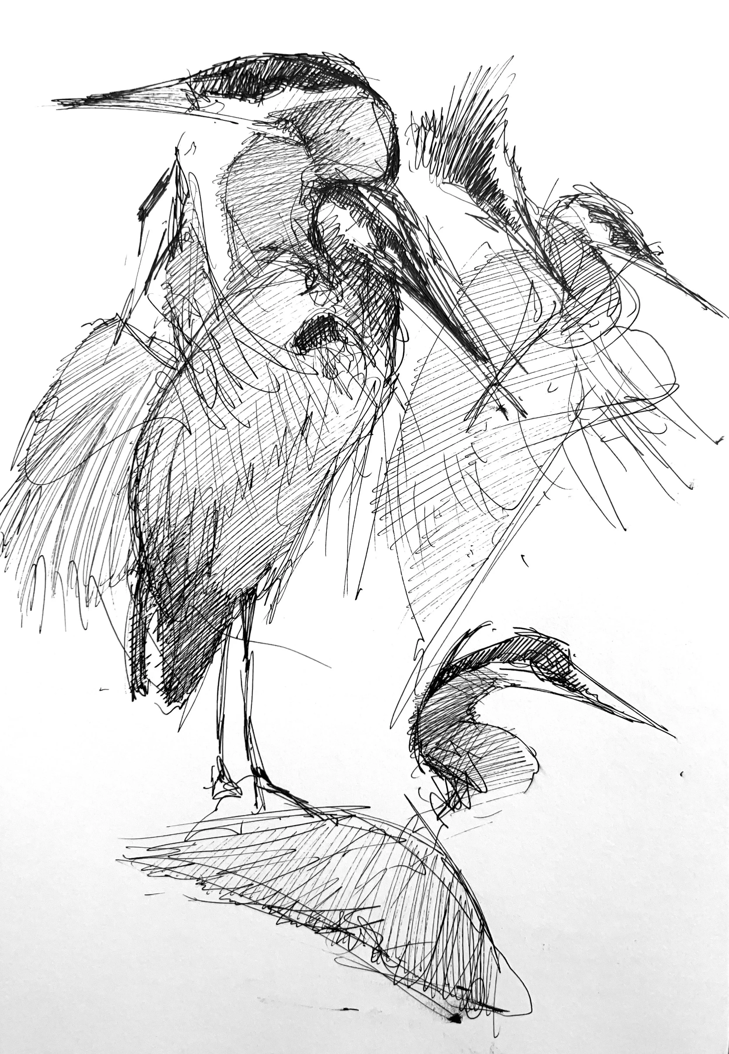 Plein Air, "Gary", Heron Studies 3 of 3, Fairview Ave E, 6.16.24, 7-8pm, Sunday