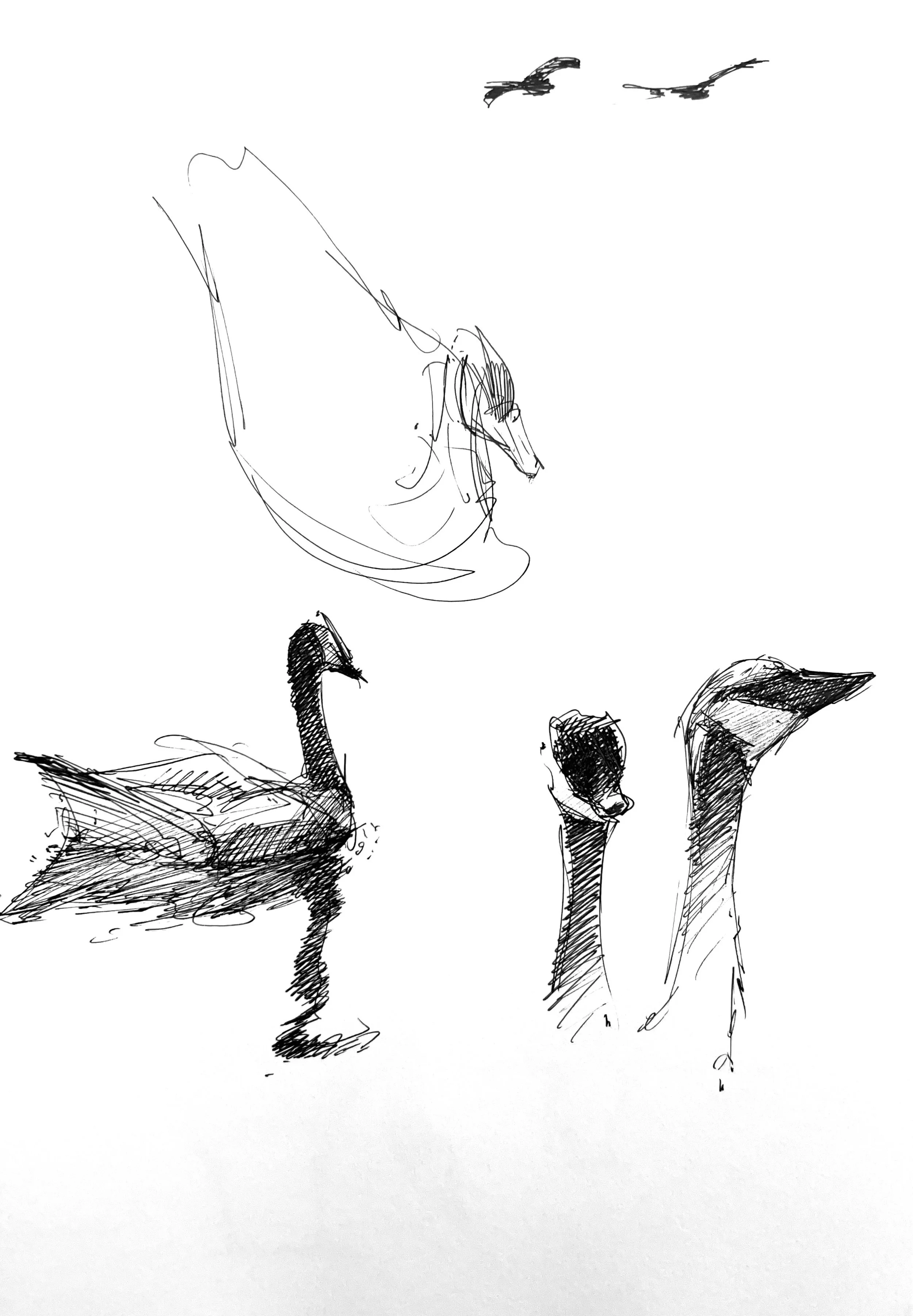 Plein Air, 10' Geese and Heron in Flight, 6.18.24