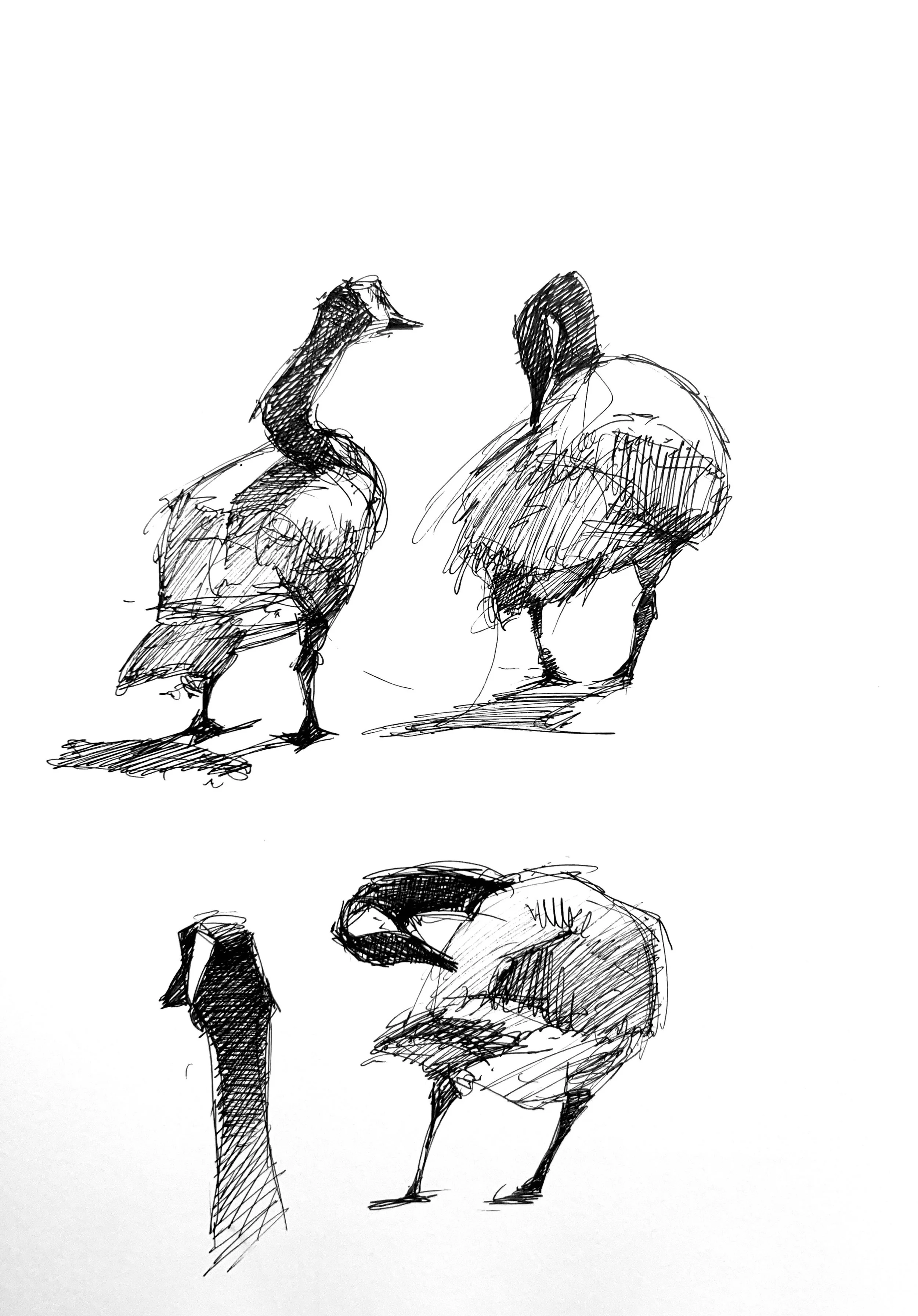 Plein Air, Greenlake Geese, 6.19.24, Weds, 10', 2 of 2