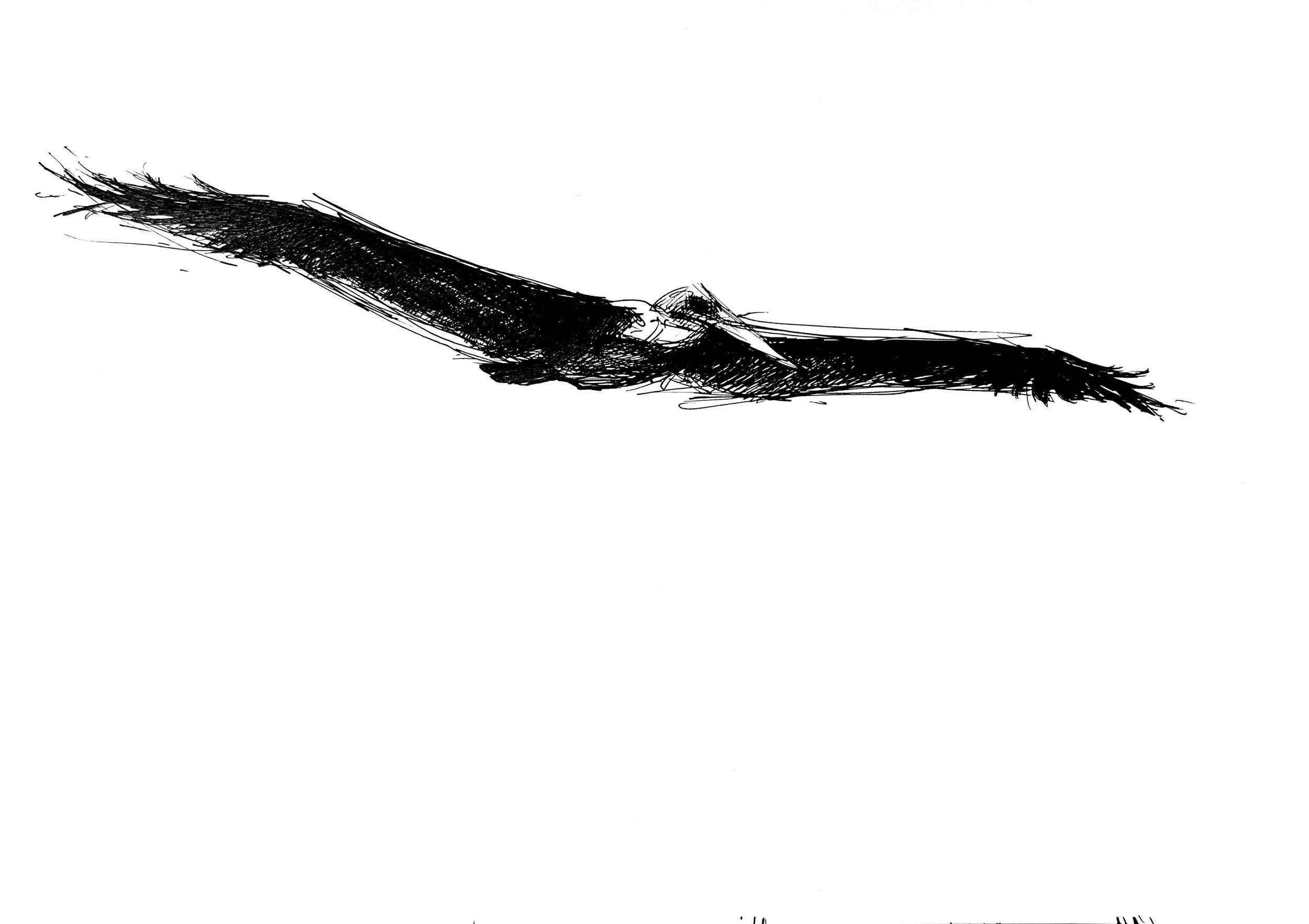 Plein Air, La Jolla Pelicans 3, 8.18.24