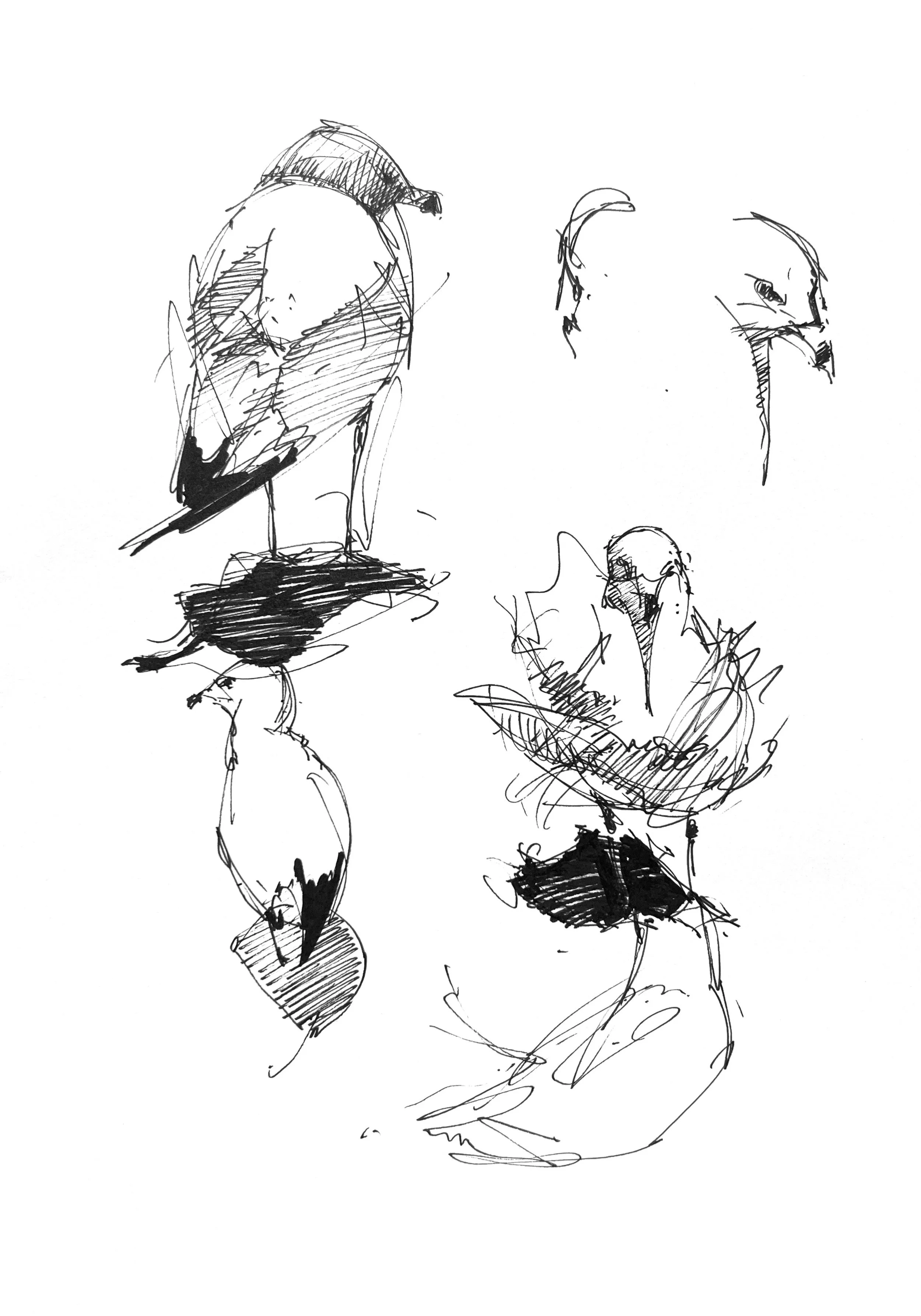 Plein Air, Gulls at St. Catharine's 1, 7.25.24