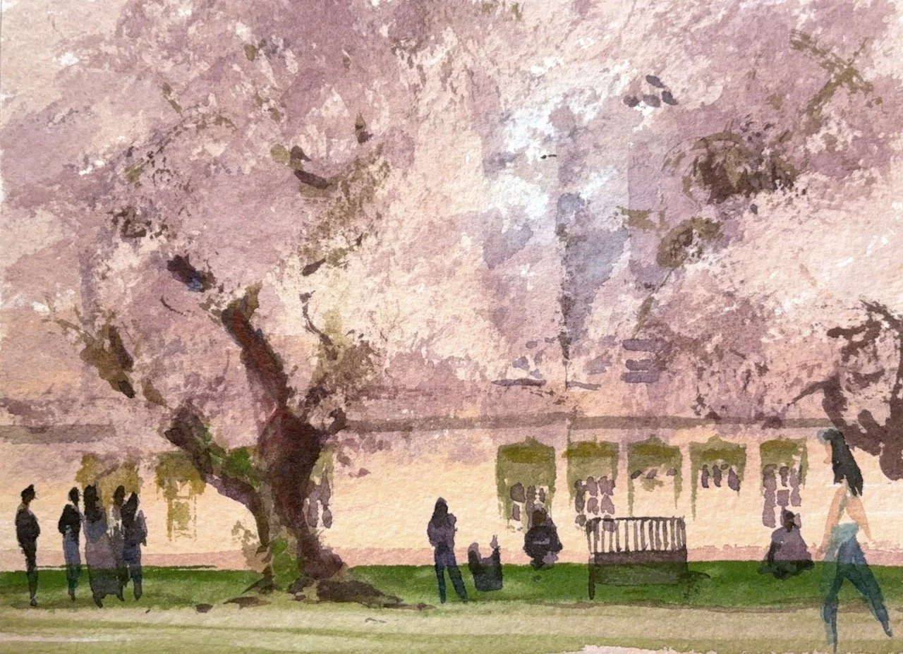 Plein Air, 11:30am-3pm, Side of UW Quad Cherry Blossoms 2 of 4, 3.28-4.6.26
