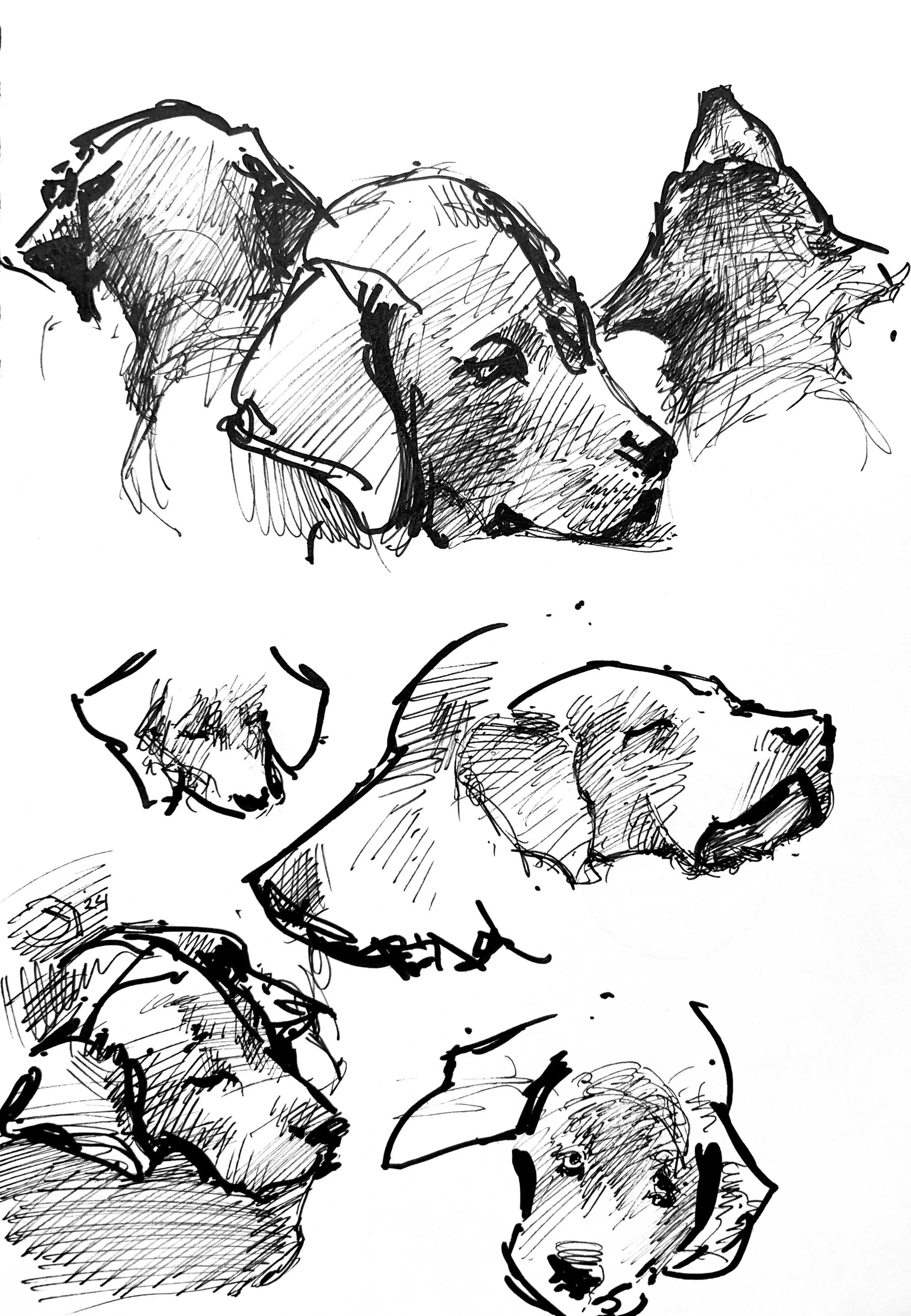 Plein Air, Puppy Studies, 8.1.24