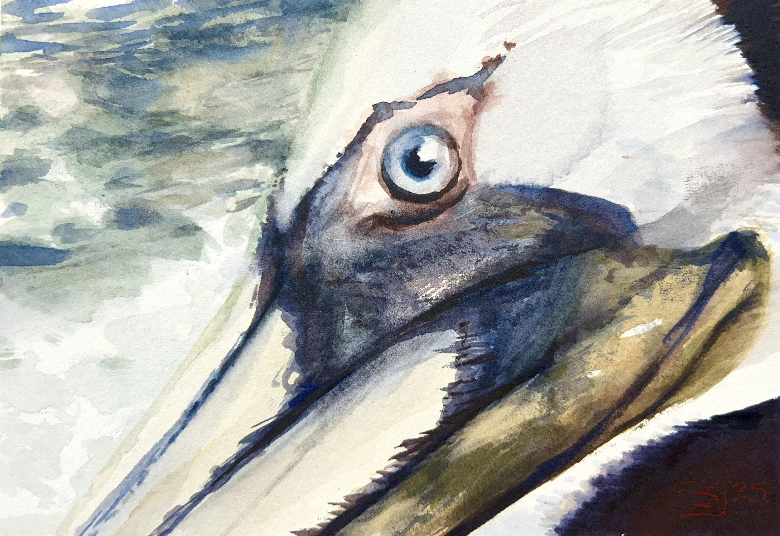 Plein Air, Pelicans in La Jolla, 2:30-3:30pm, 3.28.25
