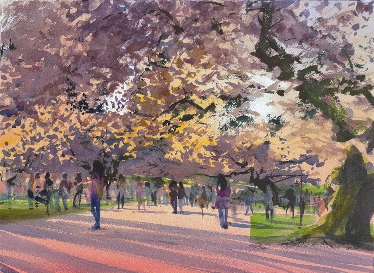 Plein Air, 6:15-6:45pm, Golden Hour on the UW Quad 1 of 2, Cherry Blossoms, 3.30-4.5.26