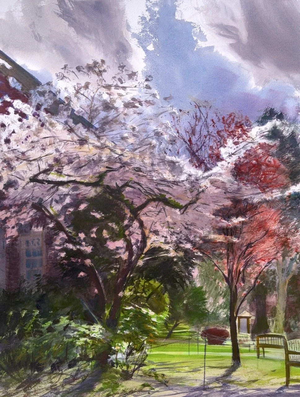 Plein Air, 1-4pm, Moore Hall Cherry Blossoms 4 of 4, Lakeside School, 4.2-4.5.26