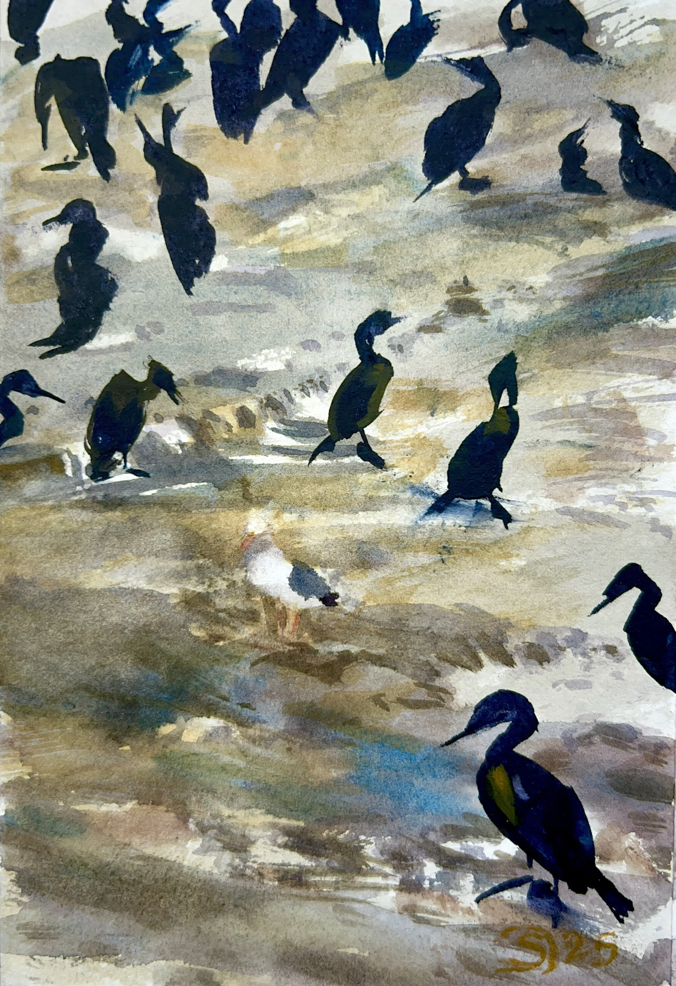 Plein Air, Cormorants and One Seagull in La Jolla, 6:30-7:20pm, 3.29.25