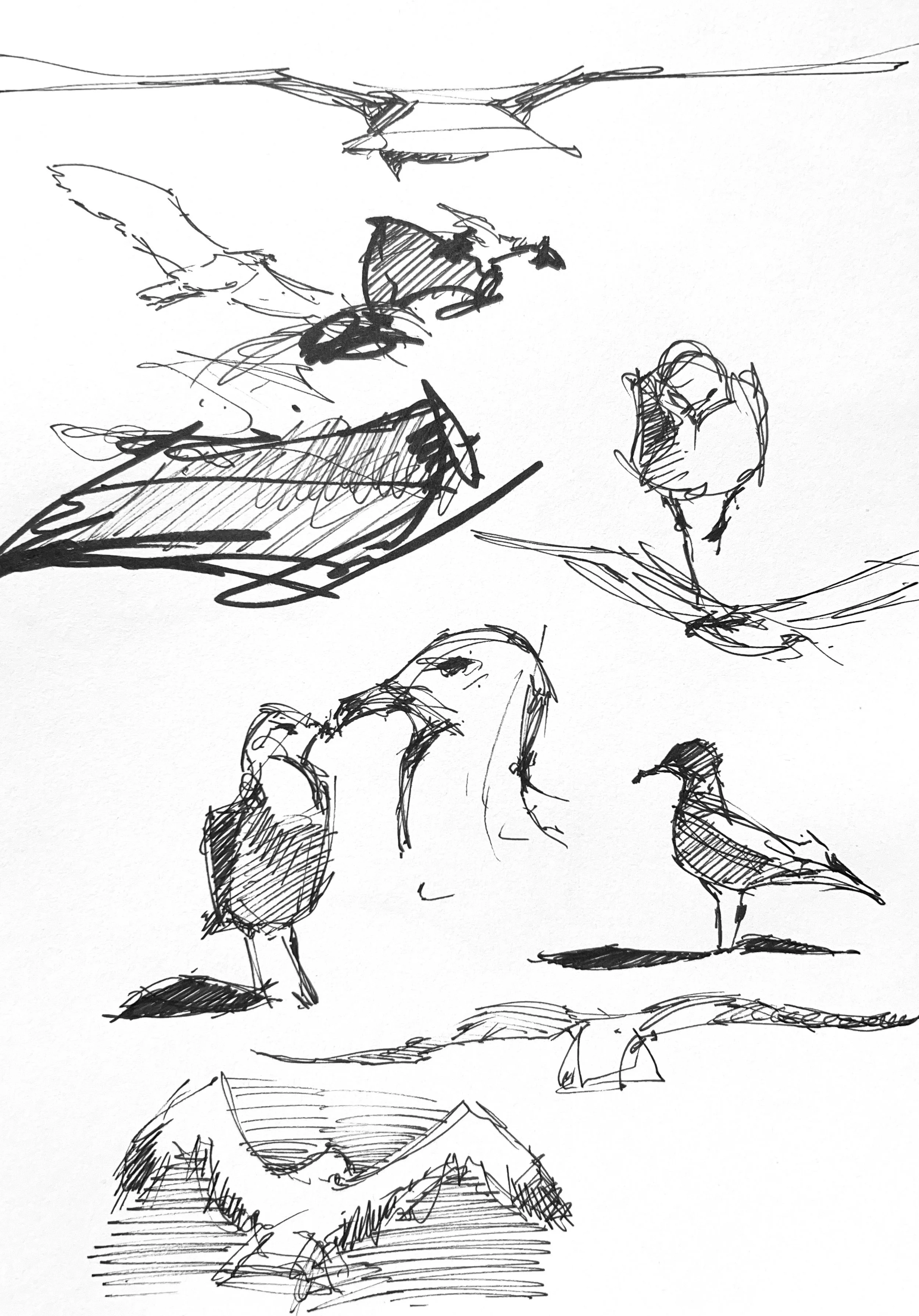 Plein Air, Gulls at St. Catharine's 2, 7.25.24