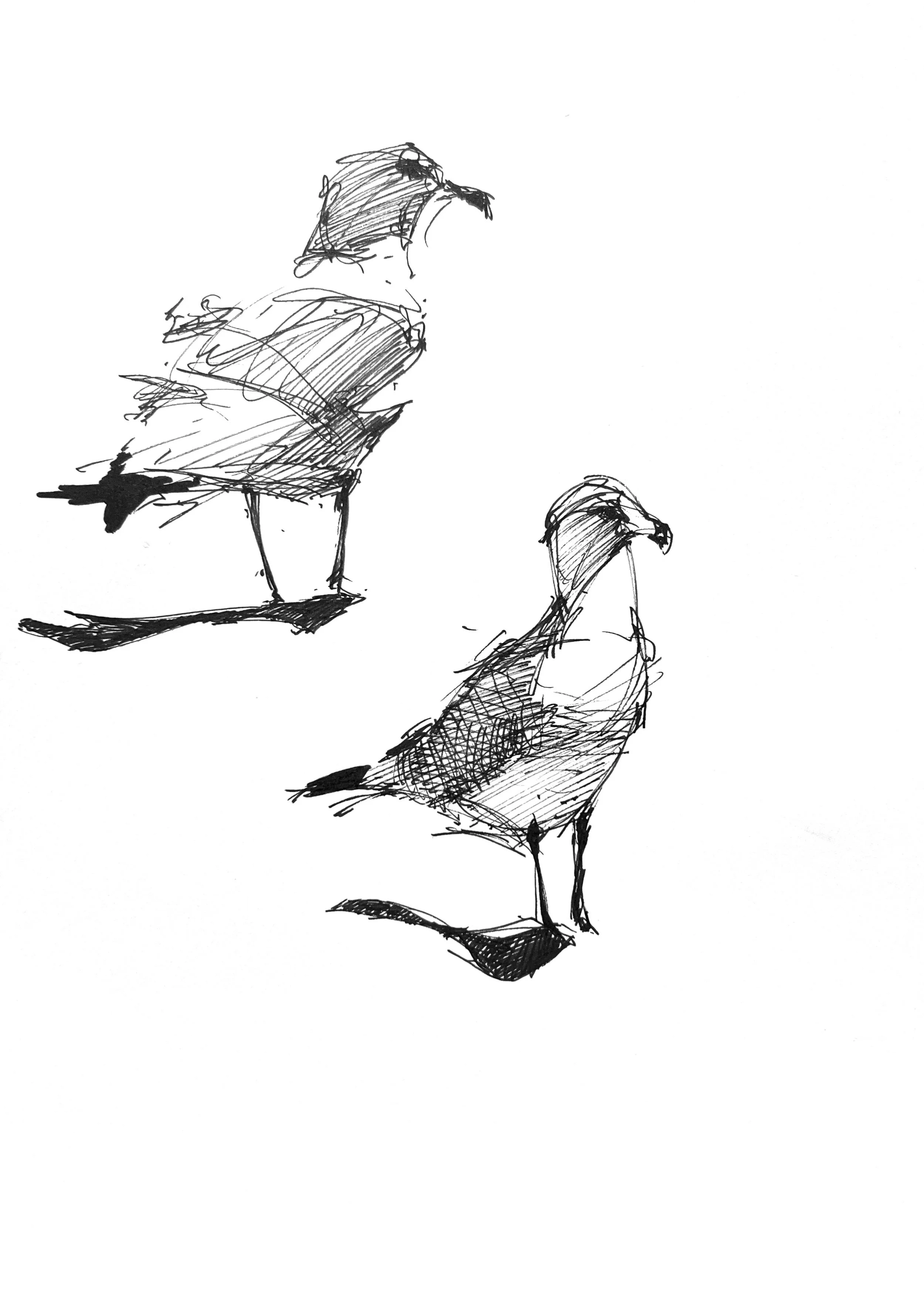 Plein Air, Gulls at St. Catharine's 3, 7.25.24