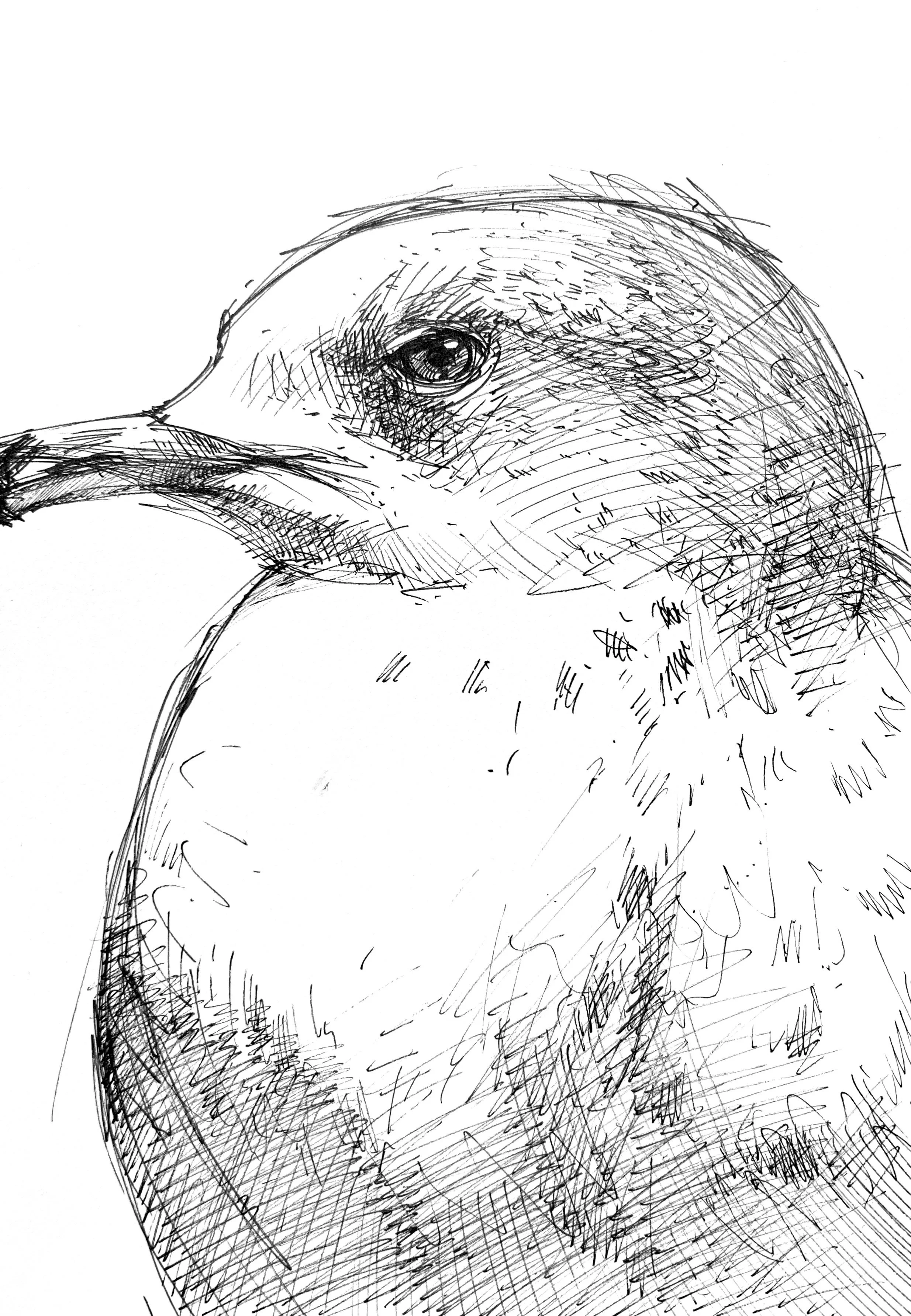 Plein Air, Gulls at St. Catharine's 5, 7.25.24