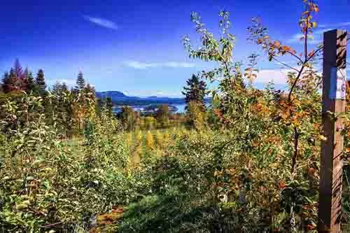 2016AppleFestivalview_webverysmall.jpg