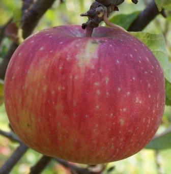apple_apricotapple.jpg