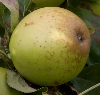 apple_brownsnout.jpg