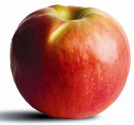 apple_crippspink.jpg