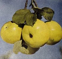 apple_ettersgold.jpg