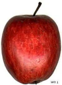apple_foxwhelp.jpg