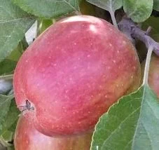 apple_frequinrouge.jpg