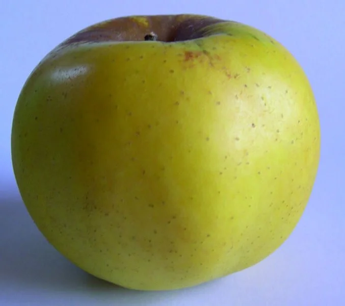 apple_freyburg.jpg