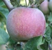 apple_hauerpippin.jpg