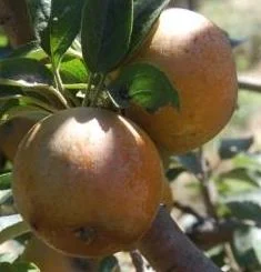 apple_hubbardstonnonsuch.jpg