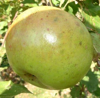 apple_huntsmansfavorite.jpg