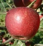 apple_ingram.jpg