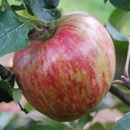 apple_isaacnewtonstree.jpg