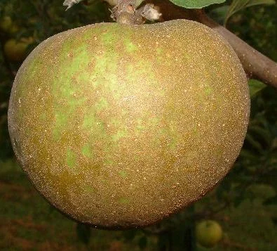 apple_joybells.jpg