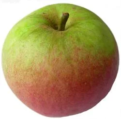 apple_laxtonssuperb.jpg