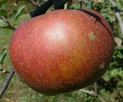 apple_leveringlimbertwig.jpg