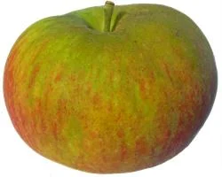 apple_margil.jpg