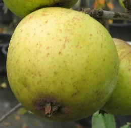 apple_meredemenage.jpg