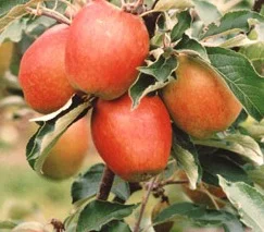 apple_oakenpin.jpg