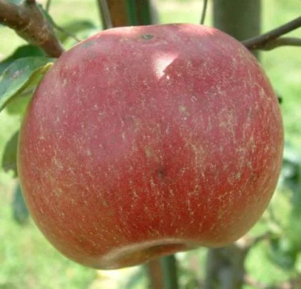 apple_opalescent.jpg