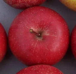apple_peckspleasant.jpg