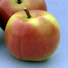 apple_princesslouise.jpg