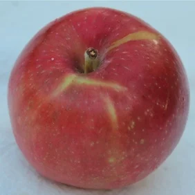 apple_redastrachan.jpg