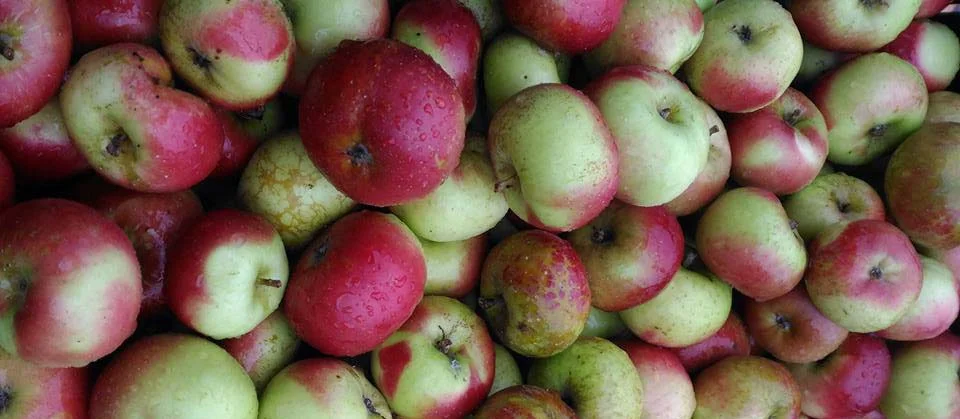 LadyApples_horizcropped.jpg