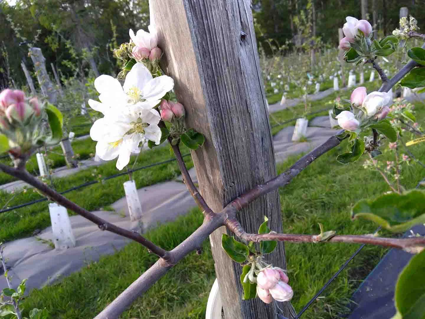 2018bloom_small.jpg