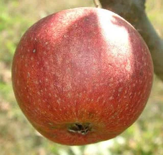 apple_brownsapple.jpg