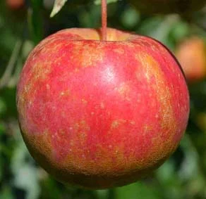 apple_chestnutcrab.jpg