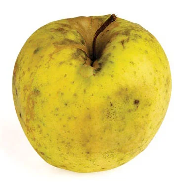 apple_harrison.jpg