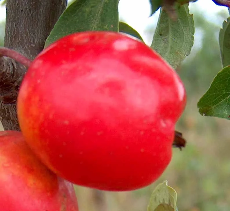 apple_johndowniecrab.jpg